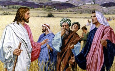 Reflection for the 16th Sunday in Ordinary Time, Year A
